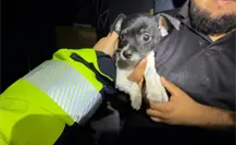 Así fue cómo elementos de Protección Civil salvaron a un cachorro tras la explosión en Pesquería