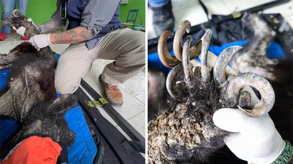 Fallece el oso encontrado en un patio en Bustamante: esto explican los especialistas