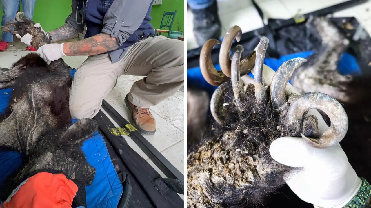 Imagen del oso hallado en el municipio de Bustamante en estado crítico. Foto: Parques y Vida Silvestre de Nuevo León