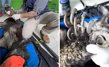 Fallece el oso encontrado en un patio en Bustamante: esto explican los especialistas Fallece el oso encontrado en un patio en Bustamante: esto explican los especialistas