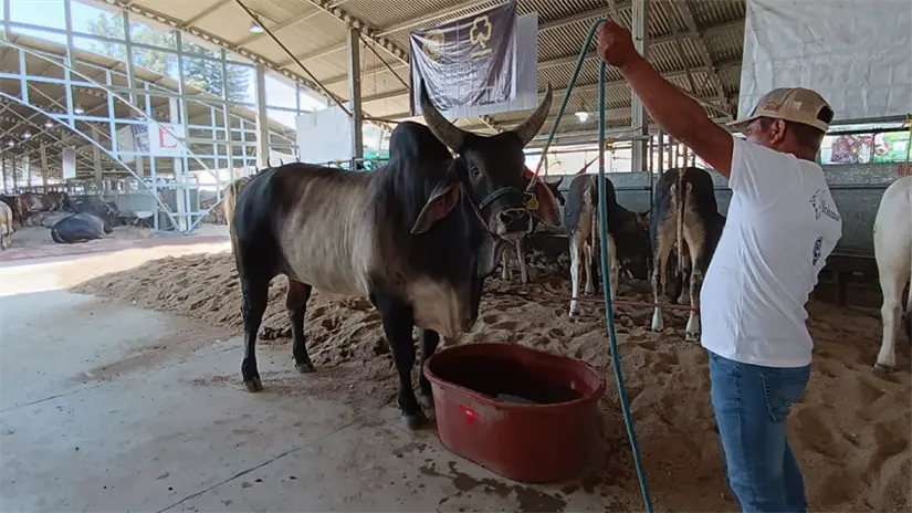 imagen recuadro El campo está el reto de trabajar cada vez de manera más sustentable y aprovechando la tecnología, así como otorgar prestaciones sociales a sus trabajadores, FOTO: María Inés Muñoz