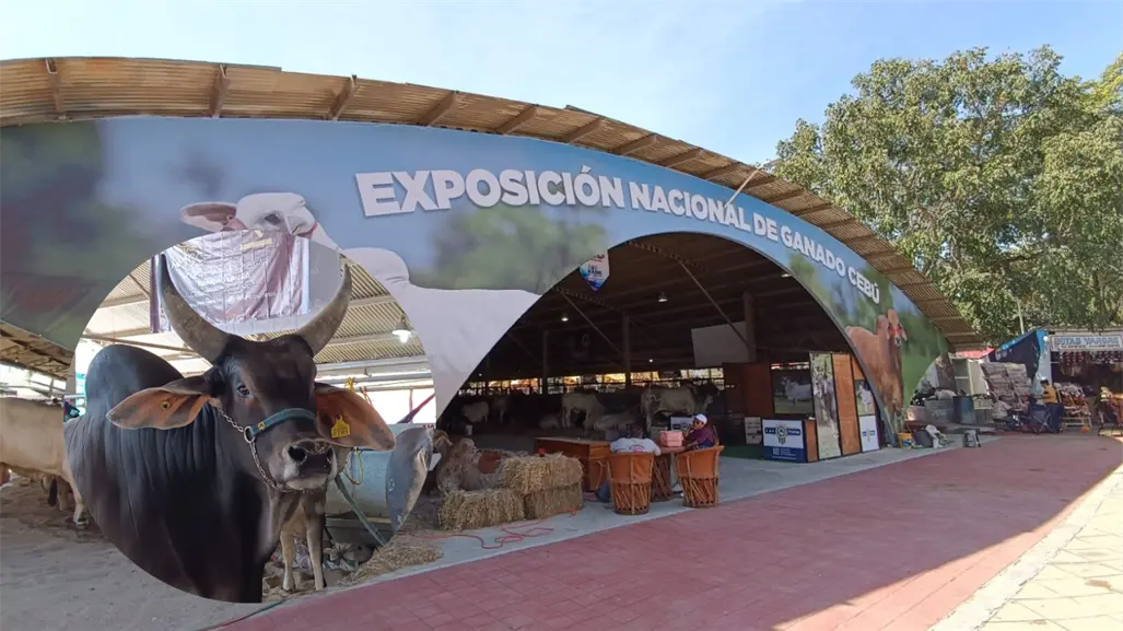 Ganadería en el sur de México, opciones para mejorar alimentos en todo México