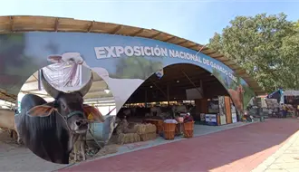 Ganadería en el sur de México, opciones para mejorar alimentos en todo México