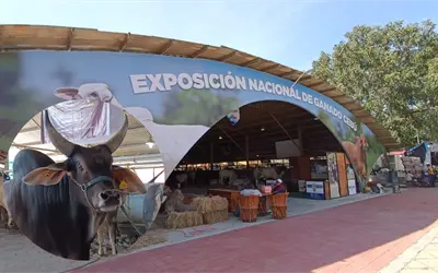 Ganadería en el sur de México, opciones para mejorar alimentos en todo México