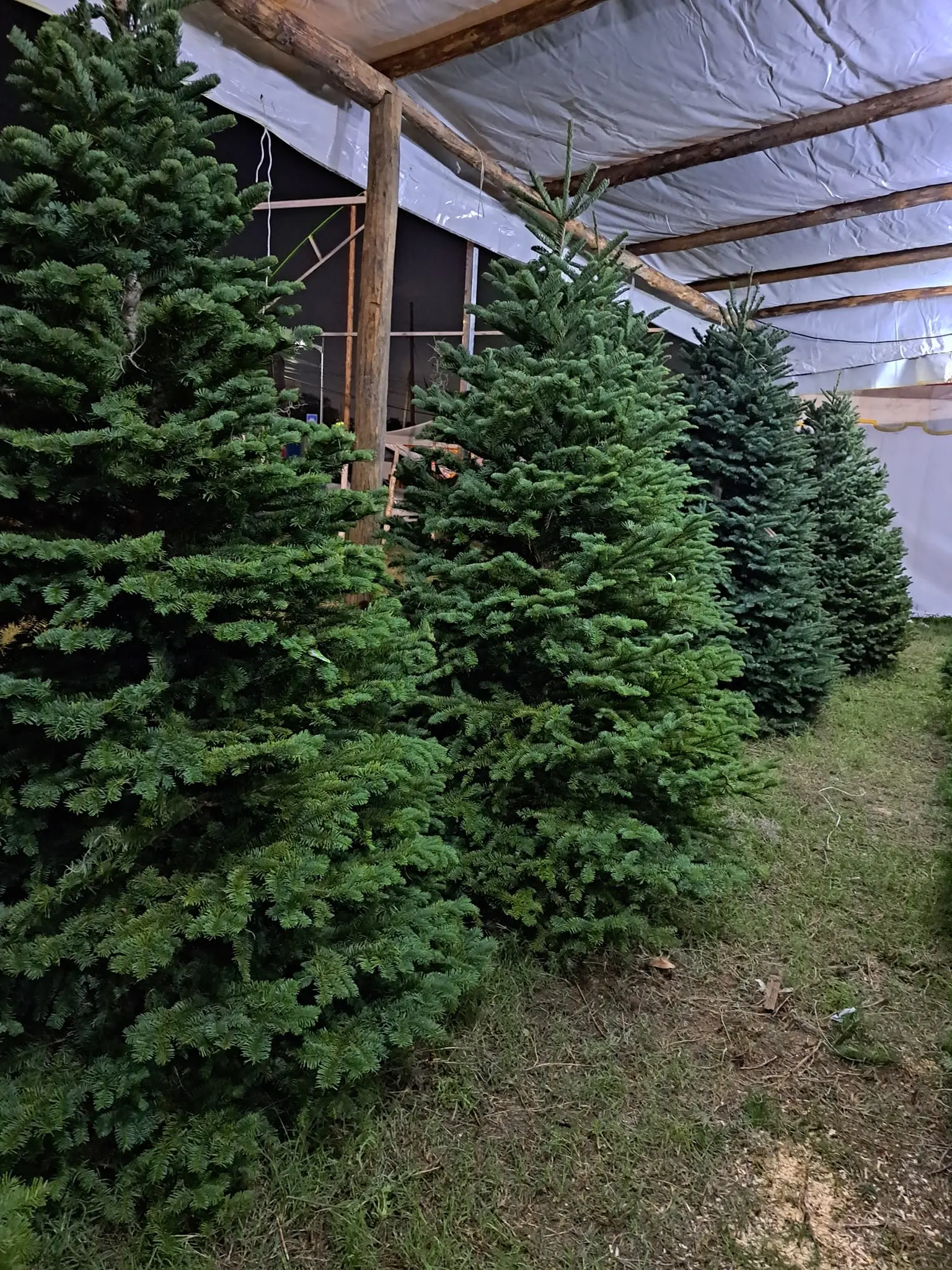 imagen recuadro Arboles que venden dentro de la Feria del Pino Foto: Mauro Valdez