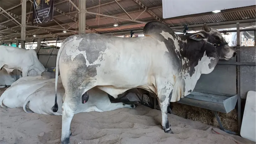 imagen recuadro Toro raza Nelore, semental, FOTO María Inés Muñoz