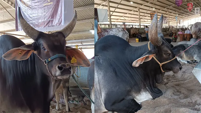 imagen recuadro Un toro genéticamente destacado puede llegar a costar cerca de $100,000 mexicanos, FOTO: María Inés Muñoz