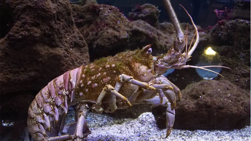 Baja California Sur lidera la producción de langosta roja en México