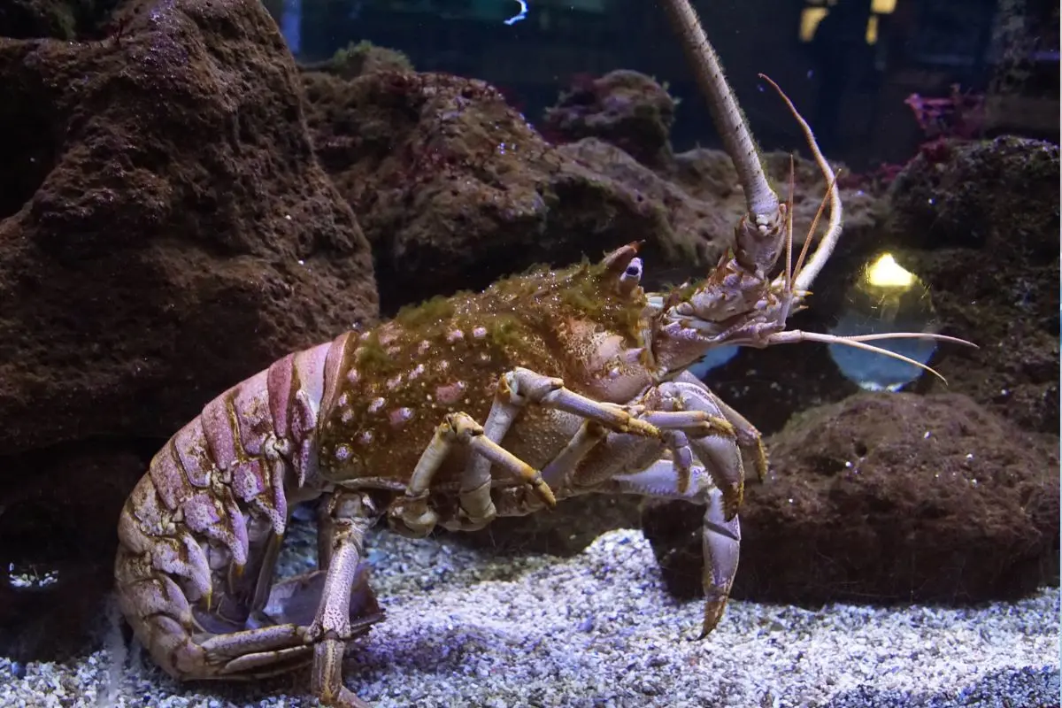 Foto: Biblioteca Canva