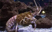 Baja California Sur lidera la producción de langosta roja en México