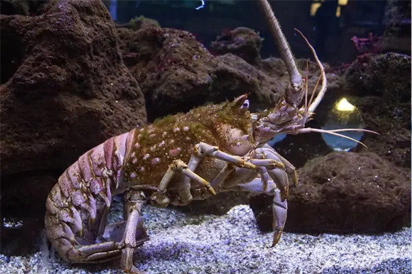 Baja California Sur lidera la producción de langosta roja en México Baja California Sur lidera la producción de langosta roja en México