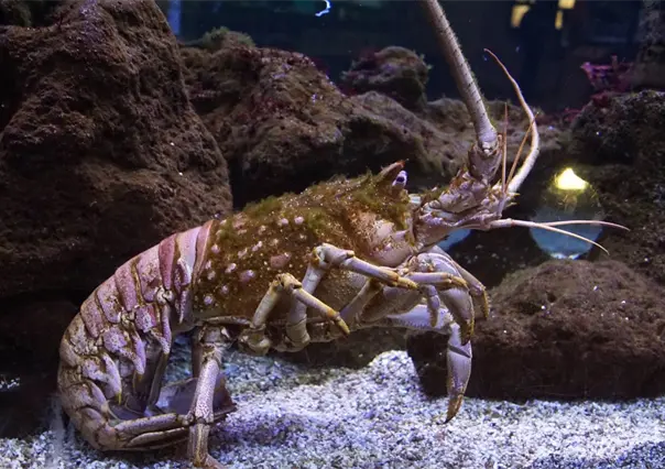 Baja California Sur lidera la producción de langosta roja en México