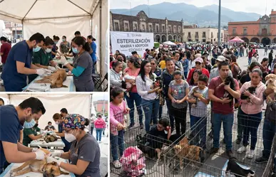 Esterilización masiva y adopción: conoce el nuevo plan gratuito de Edomex para tus mascotas