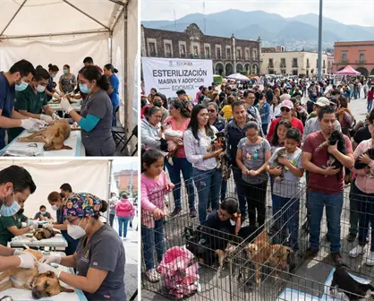 Esterilización masiva y adopción: conoce el nuevo plan gratuito de Edomex para tus mascotas