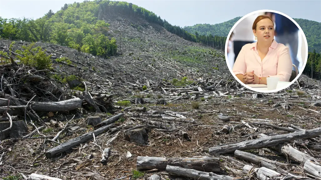 Arteaga endurece operativos contra la tala clandestina por temporada navideña