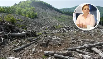 Arteaga endurece operativos contra la tala clandestina por temporada navideña