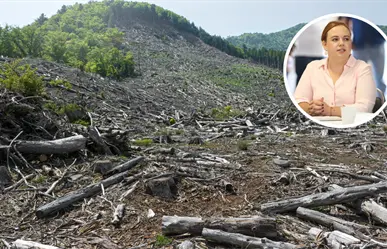 Arteaga endurece operativos contra la tala clandestina por temporada navideña