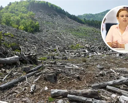 Arteaga endurece operativos contra la tala clandestina por temporada navideña