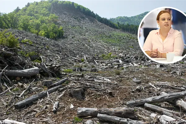 Arteaga endurece operativos contra la tala clandestina por temporada navideña Arteaga endurece operativos contra la tala clandestina por temporada navideña