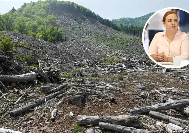 Arteaga endurece operativos contra la tala clandestina por temporada navide&ntilde;a