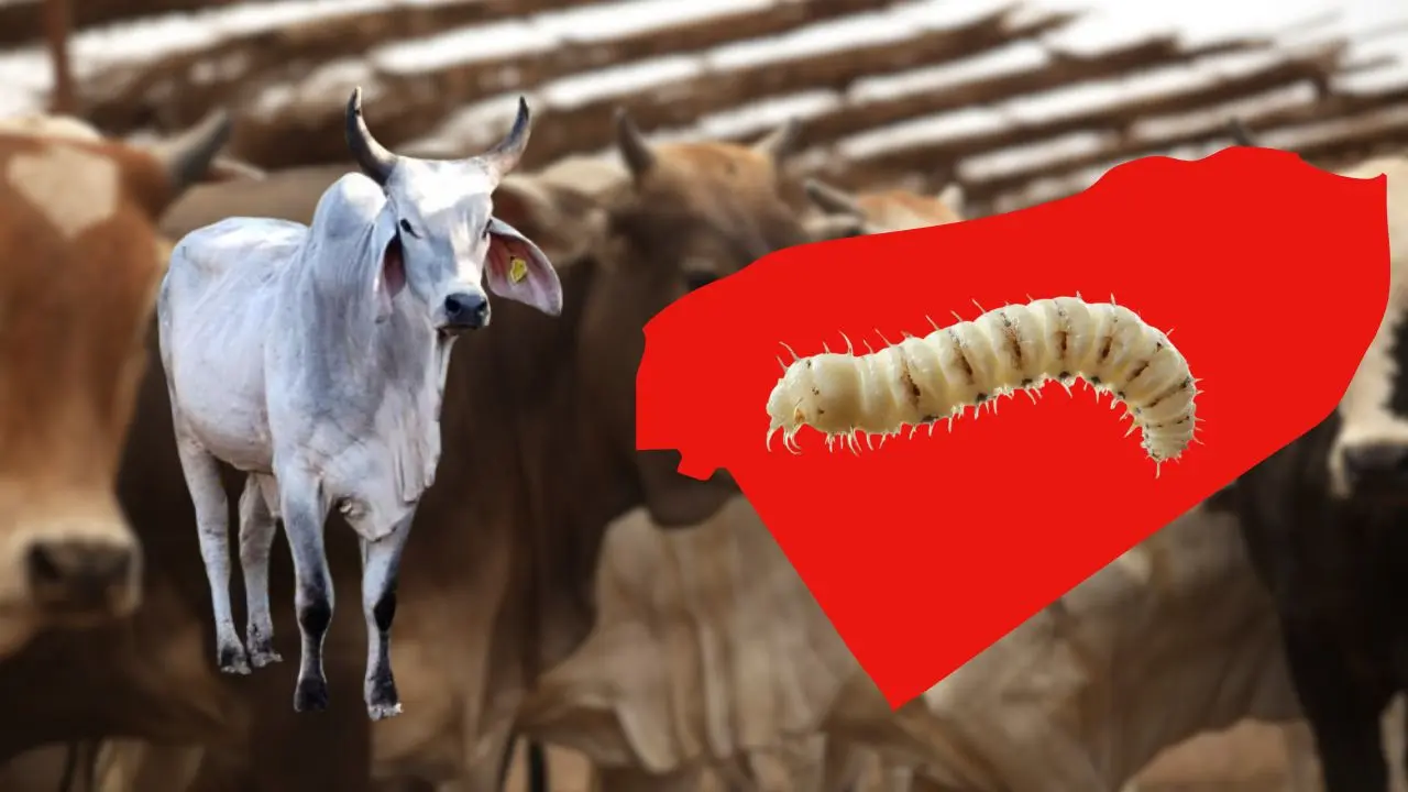 El estado acumula un total de 1,178 casos registrados en 91 entidades del estado. Foto: Canva