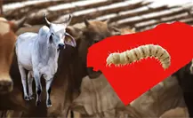 Gusano barrenador sigue avanzando en Yucatán ya afecta 91 municipios