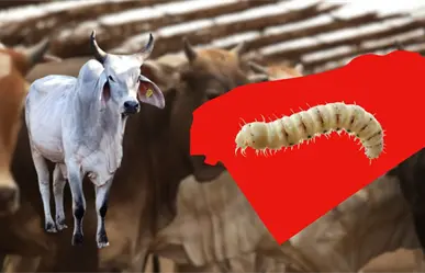 Gusano barrenador sigue avanzando en Yucatán ya afecta 91 municipios