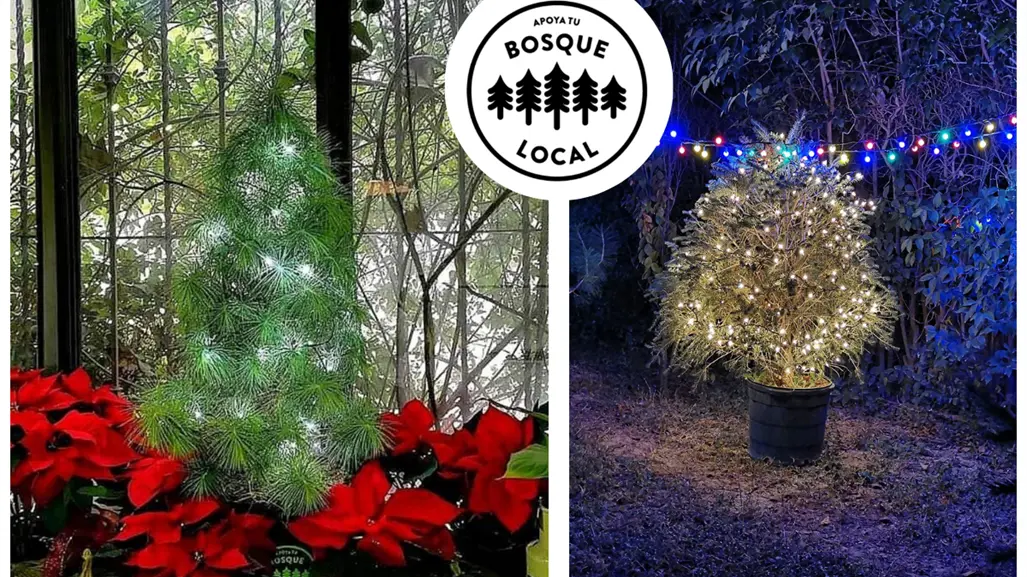 Navidad 2025: Así puedes rentar un pino en Saltillo, Coahuila