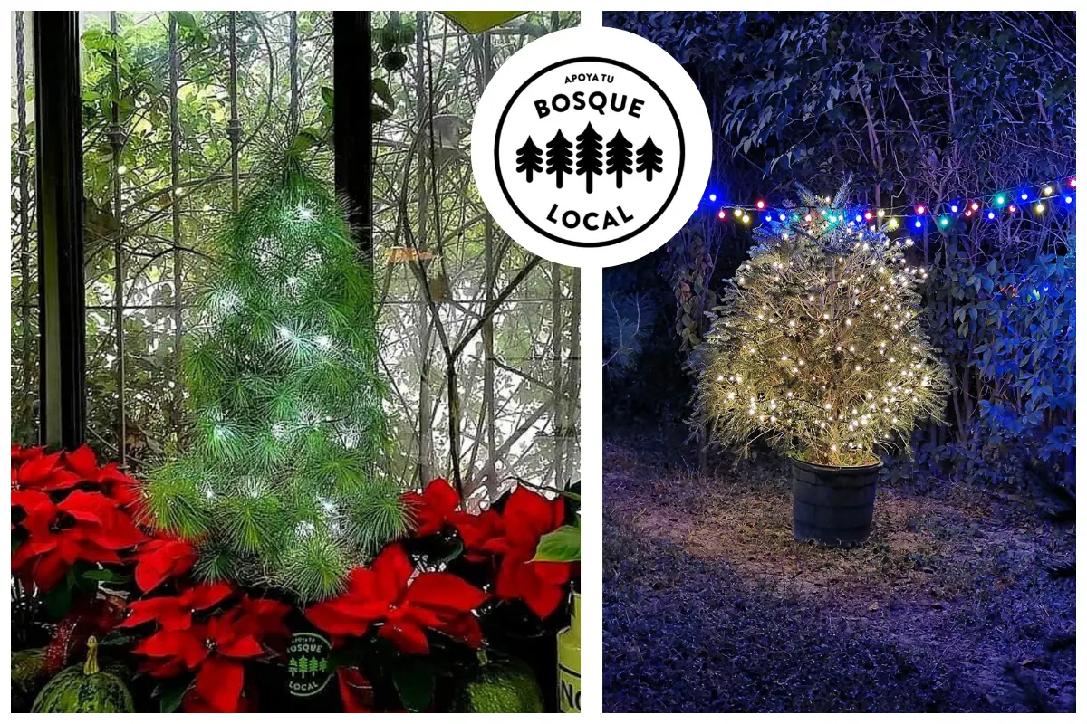 Navidad 2025: Así puedes rentar un pino en Saltillo, Coahuila. Foto: Apoya tu Bosque Local | Canva