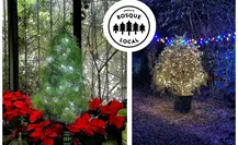 Navidad 2025: Así puedes rentar un pino en Saltillo, Coahuila