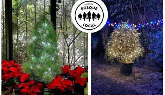 Navidad 2025: Así puedes rentar un pino en Saltillo, Coahuila