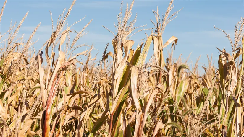 Se contempla una producción diaria de 400 mil litros de bioetanol | Foto: Freepik