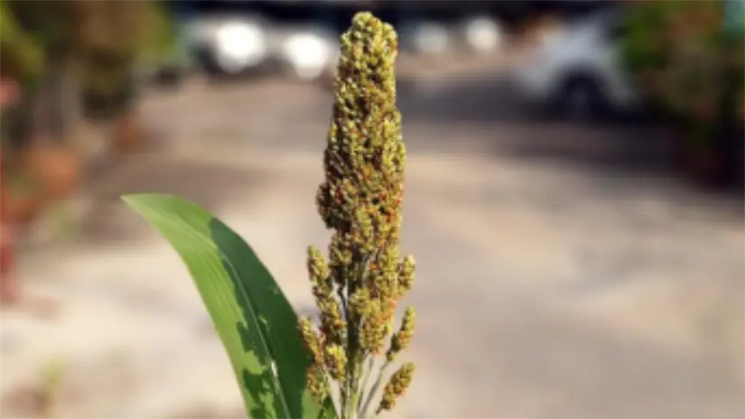 La segunda planta de bioetanol esta considera en el municipio de Matamoros o San Fernando | Foto: Freepik