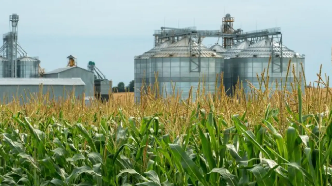 Tamaulipas es el principal productor de sorgo en el país | Foto: Freepik