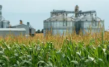 Continúa la planeación de la planta de bioetanol en Altamira, proyecto que busca impulsar la producción del sorgo en Tamaulipas