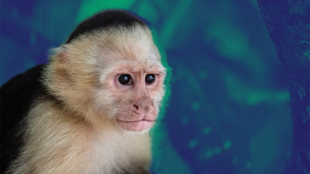 VIDEO | Vecinos captan a un mono suelto en Monterrey