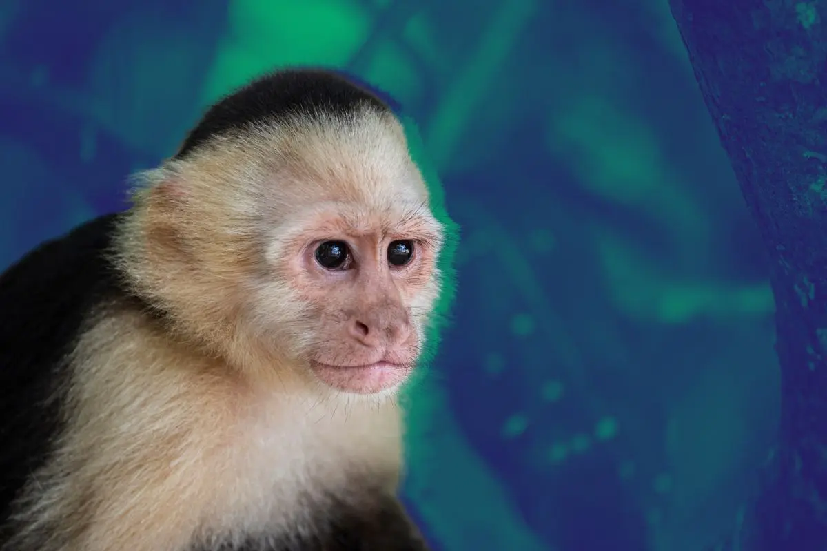 Mono suelto que sorprende a vecinos en Monterrey. Foto: CANVA