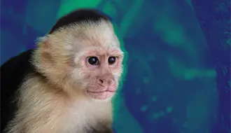 VIDEO | Vecinos captan a un mono suelto en Monterrey