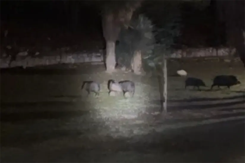 Luego de un operativo coordinado por Parques y Vida Silvestre. Foto: Guardia Forestal