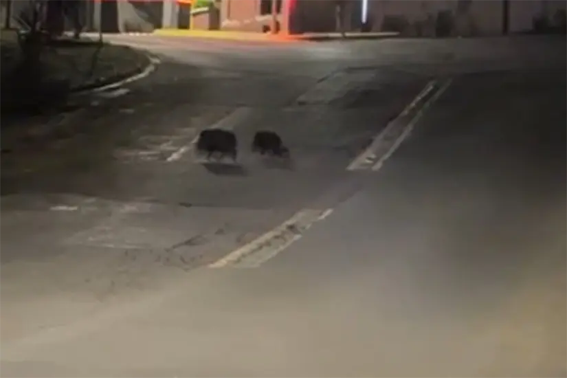 Se documentó cómo la cría comenzó a caminar junto a otros dos pecaríes. Foto: PYVSNL