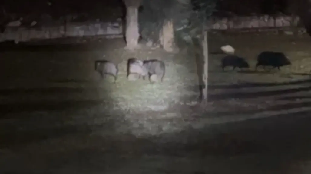 Guardia Forestal logra reunir a cría de pecarí con su piara en Monterrey