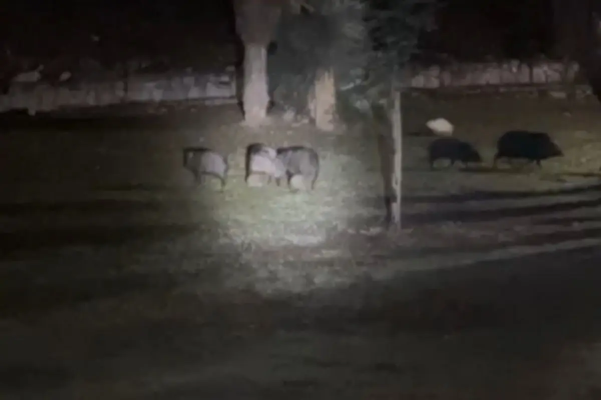 Una cría de pecarí logró reincorporarse de forma segura. Foto: Guardia Forestal
