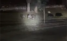 Guardia Forestal logra reunir a cría de pecarí con su piara en Monterrey Guardia Forestal logra reunir a cría de pecarí con su piara en Monterrey