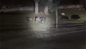 Guardia Forestal logra reunir a cría de pecarí con su piara en Monterrey