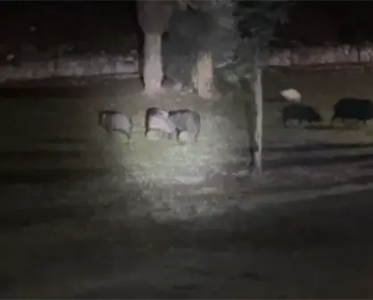 Guardia Forestal logra reunir a cría de pecarí con su piara en Monterrey