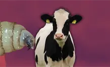 Confirman caso aislado de gusano barrenador en Montemorelos; ganadería está fuera de riesgo