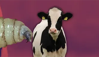 Confirman caso aislado de gusano barrenador en Montemorelos; ganadería está fuera de riesgo