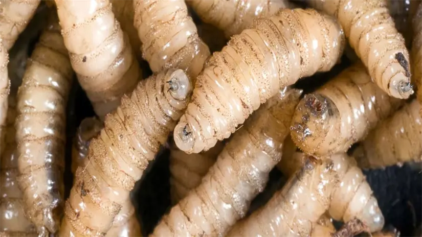 Imagen alusiva a un gusano barrenador Foto: Gob MX