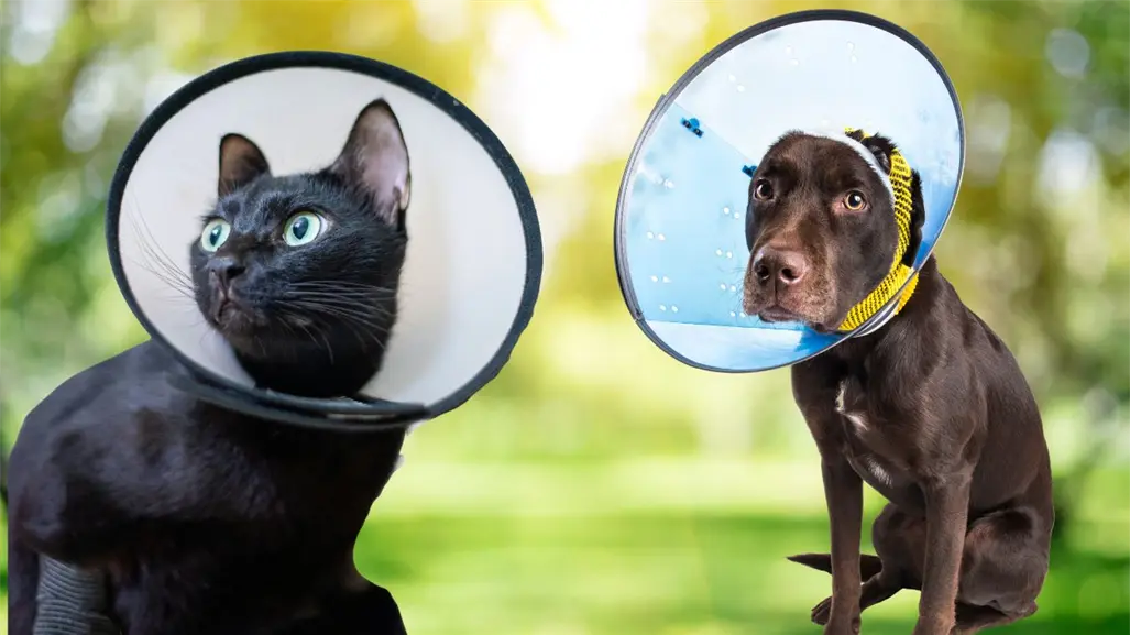 Cómo registrarte a la próxima jornada de esterilización en Mérida