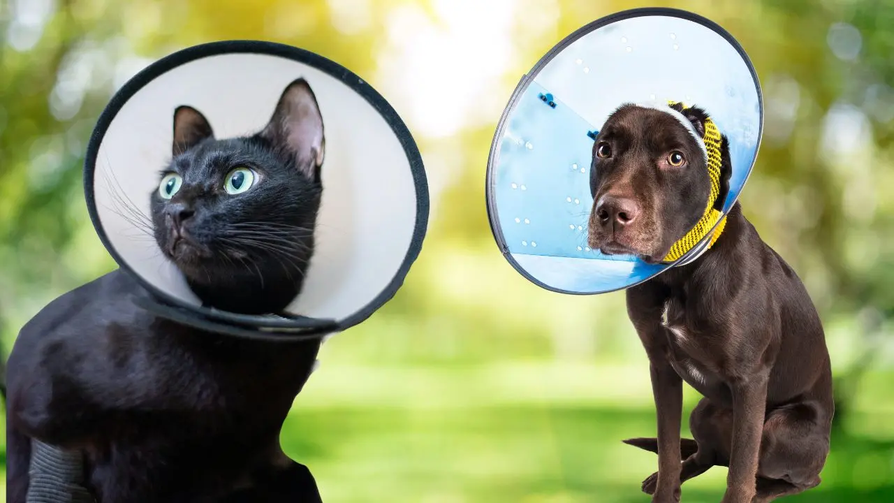 Se busca controlar la sobrepoblación canina. Foto: Canva